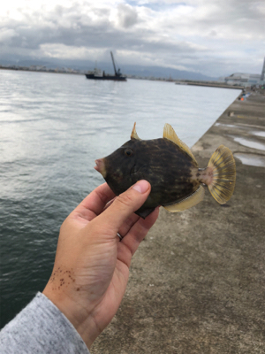 人生初のタチウオ！その引きと美味にハマりそうw