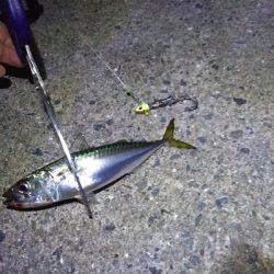 １ヶ月振りの釣果はサバゲー