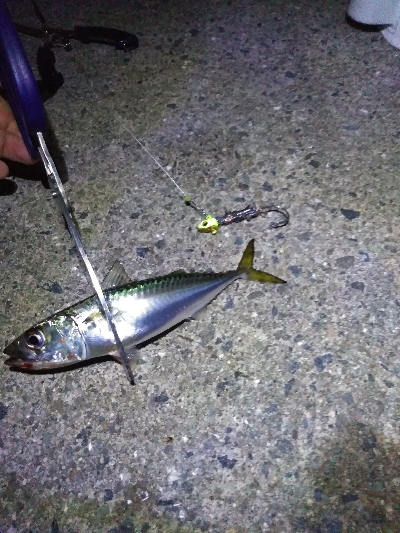 １ヶ月振りの釣果はサバゲー