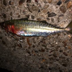 最後にドラゴン来たか〜？