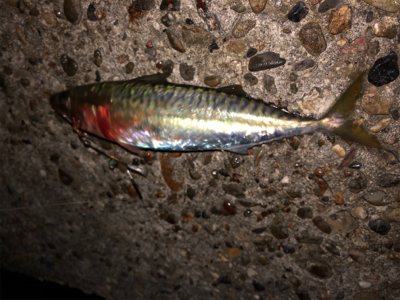 最後にドラゴン来たか〜？