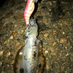 秋らしいエギング(^。^)