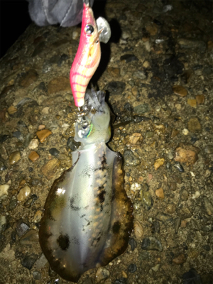 秋らしいエギング(^｡^)