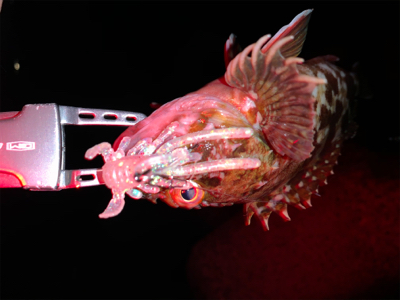 仕事帰りロック！