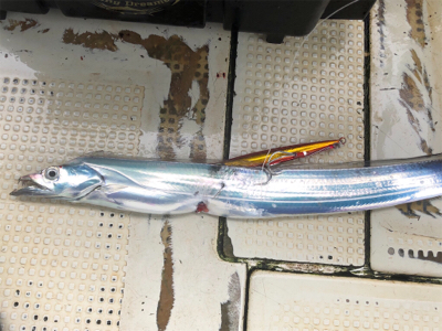 明石沖ジギング