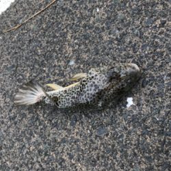 アオリイカを求めて⑫