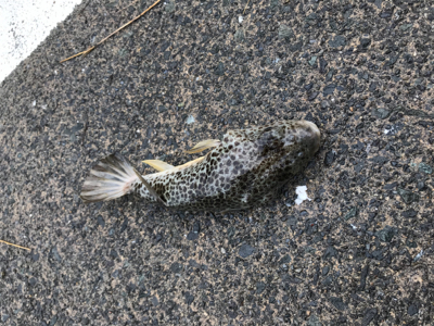 アオリイカを求めて⑫