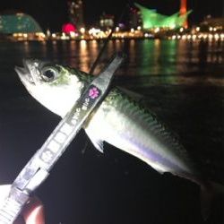 ワイワイアジング