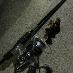 エギングのはずがアジング⑦