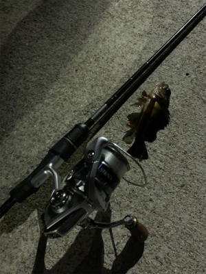 エギングのはずがアジング⑦