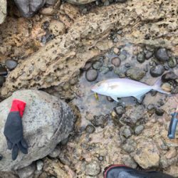 青物シーズン突入！！カンパチの子二匹！！