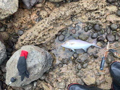 青物シーズン突入！！カンパチの子二匹！！