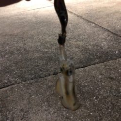 真夜中秋イカ！！！