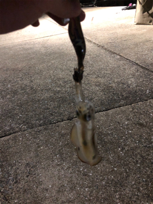 真夜中秋イカ！！！