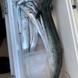 須磨沖タチウオジギング