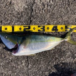 久しぶりにショアジギング