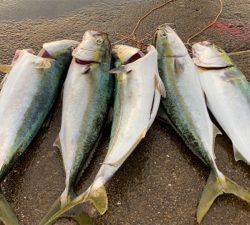 やっと来た青物