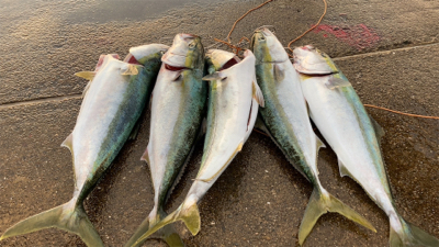 やっと来た青物