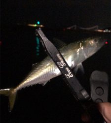 アジングナイト