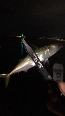 アジングナイト