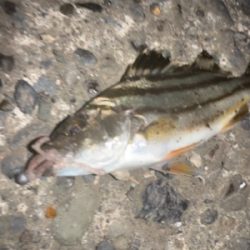 チニングの外道