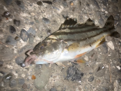 チニングの外道