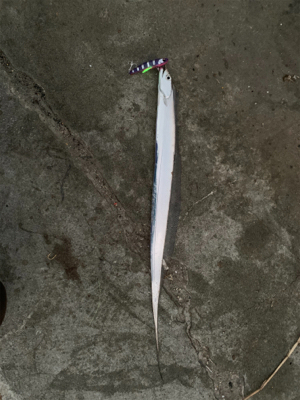 タチフロートで太刀魚狙い