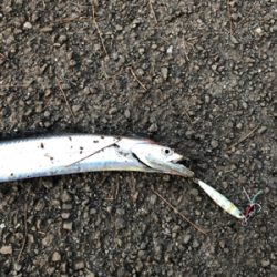 久々に回遊があった・・・らしいっす