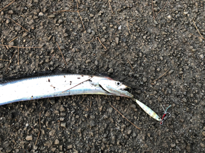 久々に回遊があった・・・らしいっす