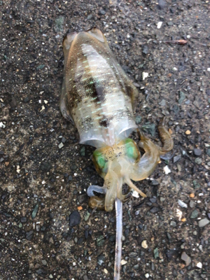 平日ランガンアオリイカ