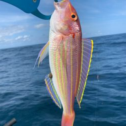 マイボートでアマダイ狙い