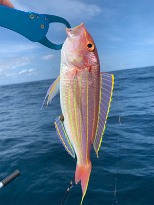 マイボートでアマダイ狙い