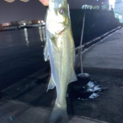 良型のアジかと思いました！