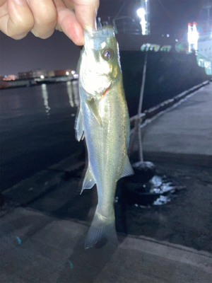 良型のアジかと思いました！