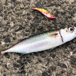 久しぶりにホームへ