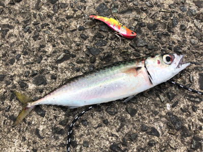 久しぶりにホームへ