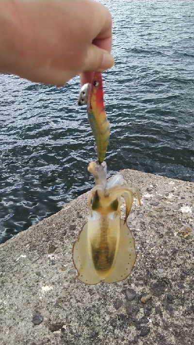 佐野一文字新子調査‼…