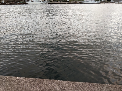 久しぶりにアジが入ってきました