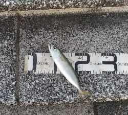 9/8釣果タチウオグレサバ