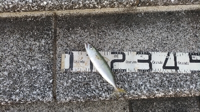 9/8釣果タチウオグレサバ