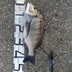 9/13釣果キビレ52センチ年無し!アナゴ!尺イサギ!色々釣れました!