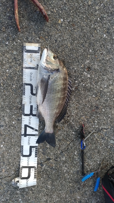 9/13釣果キビレ52センチ年無し!アナゴ!尺イサギ!色々釣れました!