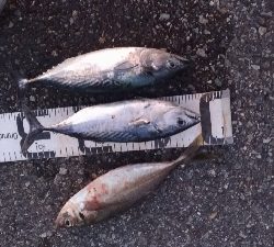 9/27釣果全身トロのカツオ釣れました!