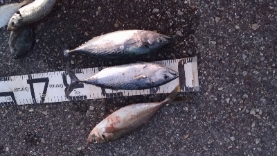 9/27釣果全身トロのカツオ釣れました!