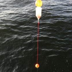 2週連続 サヨリちゃん