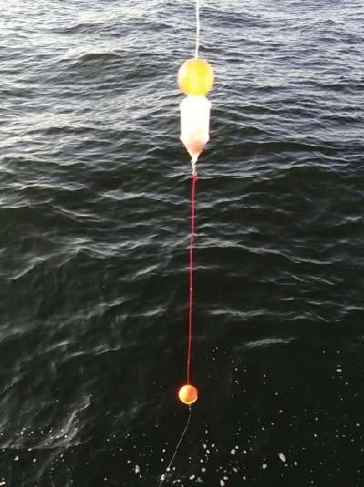 2週連続 サヨリちゃん