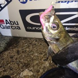 タチウオにビビったか