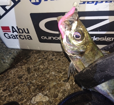 タチウオにビビったか