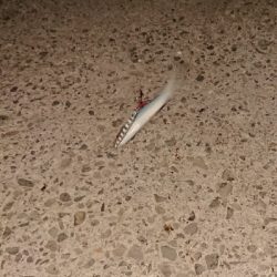 タチ調査〜サバ祭り