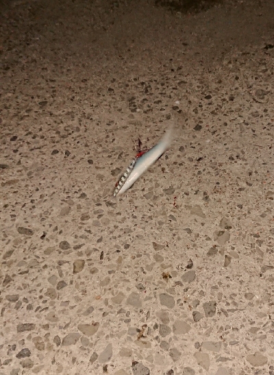 タチ調査〜サバ祭り